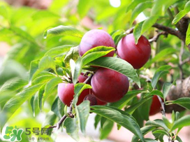 李子能和蝦一起吃嗎？蝦和李子可以一起吃嗎？