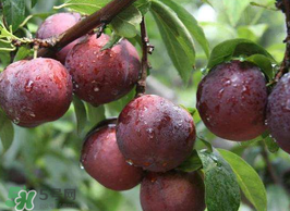 李子能和蝦一起吃嗎？蝦和李子可以一起吃嗎？