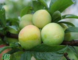 李子和雞蛋能一起吃嗎？吃完李子可以吃雞蛋嗎？