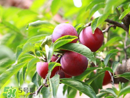 李子和雞蛋能一起吃嗎？吃完李子可以吃雞蛋嗎？