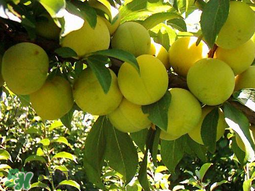 李子和雞蛋能一起吃嗎？吃完李子可以吃雞蛋嗎？