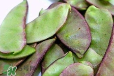 扁豆怎么切絲?扁豆切絲的圖解 扁豆怎么切絲?扁豆切絲的圖解