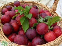 李子和蜂蜜能一起吃嗎？吃了李子可以喝蜂蜜嗎？