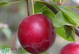 李子和蜂蜜能一起吃嗎？吃了李子可以喝蜂蜜嗎？