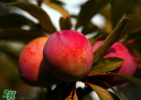 五月份有李子嗎？五月份的李子能吃嗎？