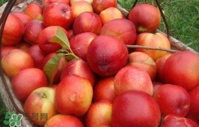 五月份有李子嗎？五月份的李子能吃嗎？