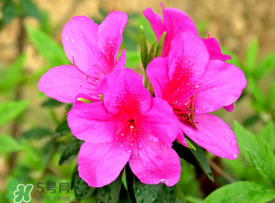 五月還有杜鵑花嗎？杜鵑花什么時候開？