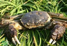 五月份有河蟹嗎？五月份河蟹有黃嗎？