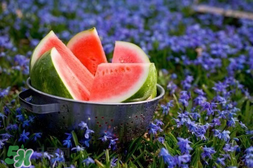 五月份的西瓜孕婦能吃嗎？5月份的西瓜孕婦可以吃嗎？