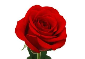 520朵玫瑰花多少錢？2017年520朵玫瑰花的價格