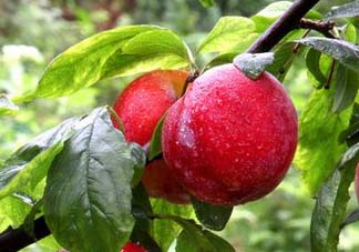 五月份有李子嗎？五月份的李子能吃嗎？