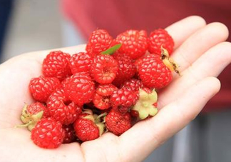 覆盆子的熱量高嗎？覆盆子可以減肥嗎？