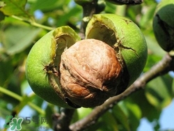 核桃仁怎么保存？核桃仁生吃好還是熟吃好？