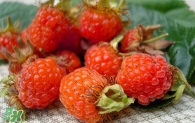 覆盆子的熱量高嗎？覆盆子可以減肥嗎？