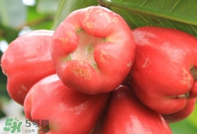 蓮霧能和酸奶一起吃嗎？酸奶可以和蓮霧一起吃嗎？