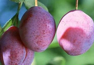 吃李子牙齒酸怎么辦？為什么吃多了李子牙會酸？