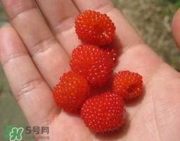 山莓可以泡酒嗎？山莓能不能泡酒