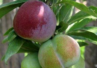 李子可以和西紅柿一起吃嗎？西紅柿和李子能同吃？