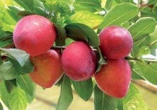 吃李子為什么會拉肚子？拉肚子可以吃李子嗎？