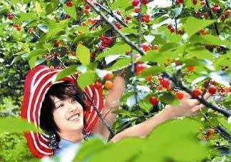 5月份還有櫻桃摘嗎？5月份哪里可以摘櫻桃？