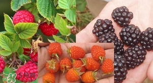 盆栽樹莓怎么養(yǎng)？盆栽樹莓的種植方法