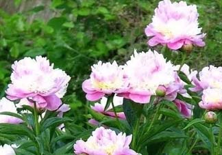 五月份還有牡丹嗎？五月份牡丹花還開嗎？