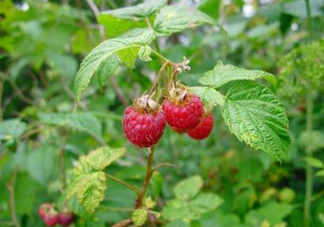 山莓可以泡酒嗎？山莓能不能泡酒