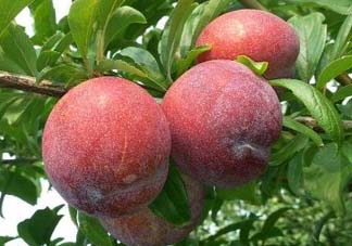 李子和雞蛋能一起吃嗎？吃完李子可以吃雞蛋嗎？