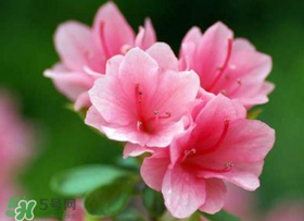 五月還有杜鵑花嗎？杜鵑花什么時候開？