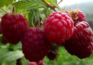 盆栽樹莓怎么養(yǎng)？盆栽樹莓的種植方法