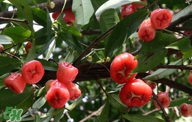 蓮霧中間芯能吃嗎？蓮霧中間絮狀能吃嗎