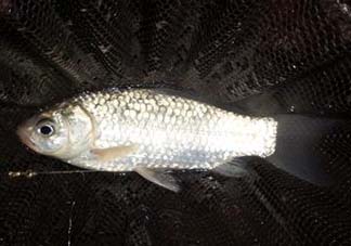 小滿怎么釣魚？小滿釣魚技巧