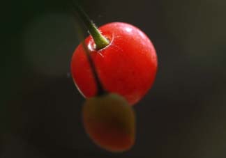 ?五月份還有櫻桃嗎？?五月份的櫻桃能吃嗎？