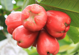 蓮霧能和酸奶一起吃嗎？酸奶可以和蓮霧一起吃嗎？