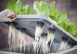 小滿種什么？小滿種什么菜？