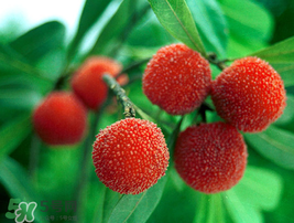 小滿吃什么水果？小滿吃哪些水果好？