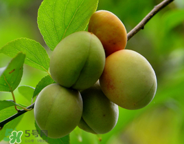 小滿吃什么水果？小滿吃哪些水果好？