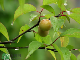 小滿吃什么水果？小滿吃哪些水果好？