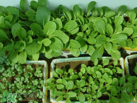 小滿種什么？小滿種什么菜？