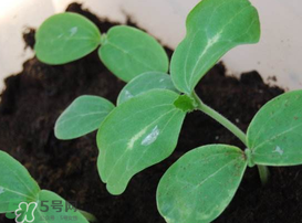 小滿種什么？小滿種什么菜？