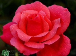 小滿開什么花？小滿節(jié)氣開的植物