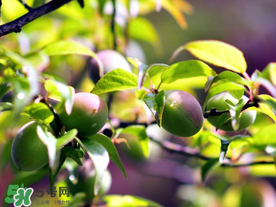 青梅可以減肥嗎？青梅減肥效果好嗎？