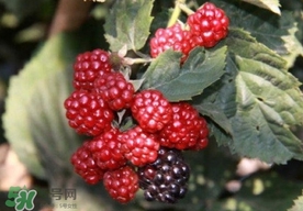 刺泡是山莓嗎？刺泡和山莓的區(qū)別