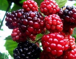 刺泡是山莓嗎？刺泡和山莓的區(qū)別