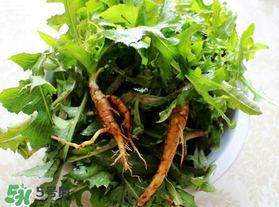 苦菜根能吃嗎？苦菜根的功效與作用