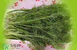 茴香菜是酸性還是堿性？什么人不能吃茴香菜