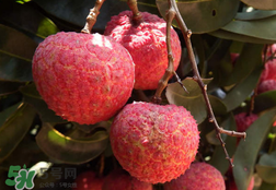 荔枝為什么是酸的？荔枝酸是怎么回事？