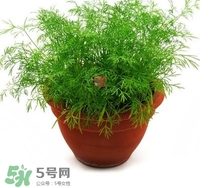茴香菜什么時(shí)候種？茴香菜什么季節(jié)吃