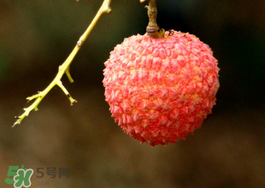 荔枝酸是壞了嗎？荔枝酸怎么辦？