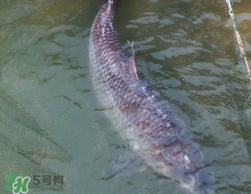 端午節(jié)好釣魚嗎?？端午節(jié)可以釣魚嗎？